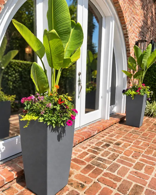 Two tall charcoal planters with broad green leaves and colorful flowers beside a brick entrance