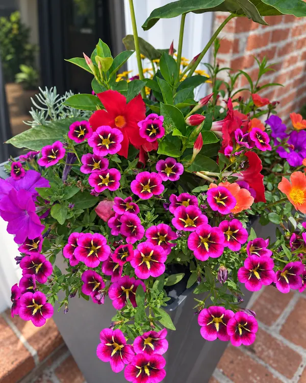Magenta and red flowers spilling over a charcoal planter