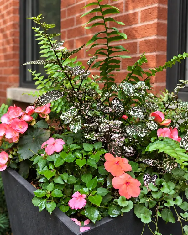 Pink flowers, speckled foliage, and fern fronds in a dark container