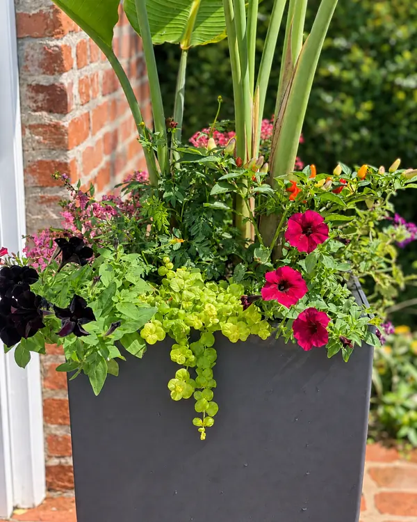 Red flowers and chartreuse trailing foliage beneath tall green leaves