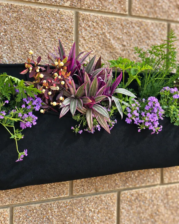 Purple flowers and striped foliage in a black window box